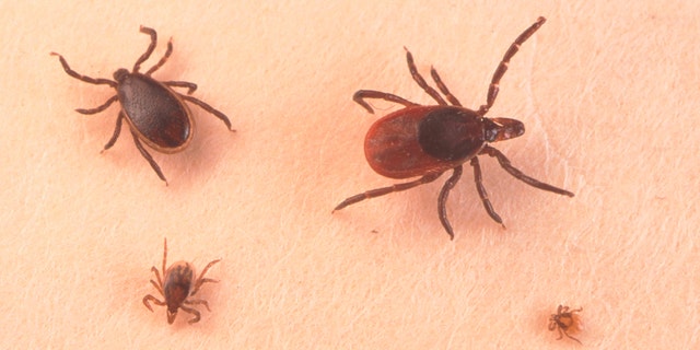 ticks on the skin