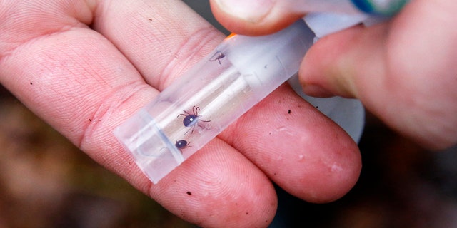 Ticks in a vessel