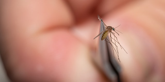 A mosquito collected on August 25, 2021, in Louisville, Kentucky