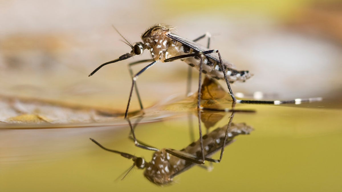 Mosquito in iStock