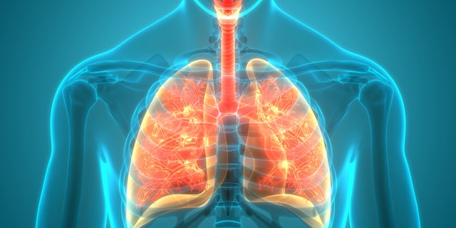 Lung diagram