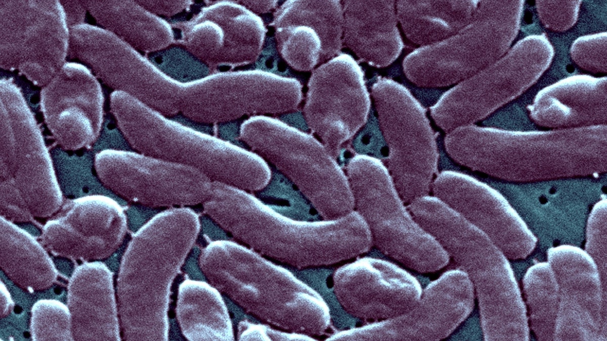 Vibrio Vulnificus