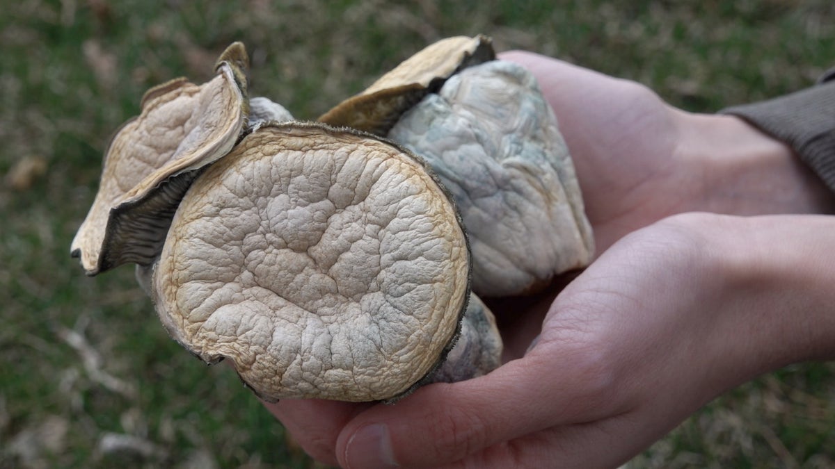 person holding psilocybin mushrooms