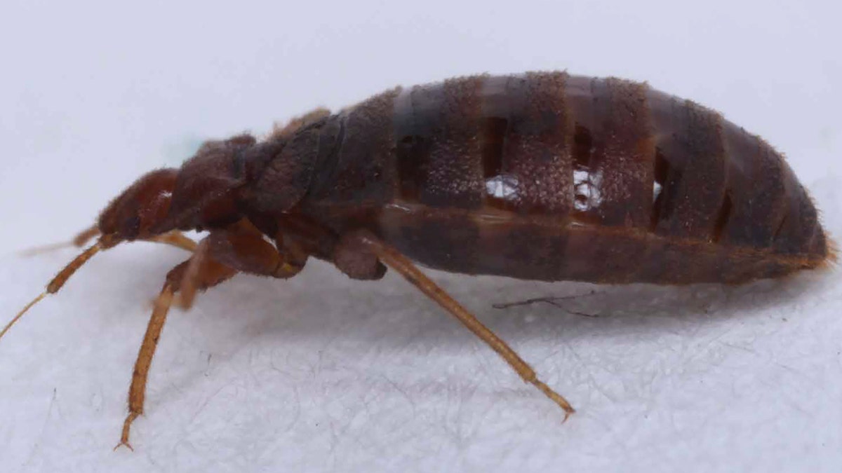 A bedbug crawling