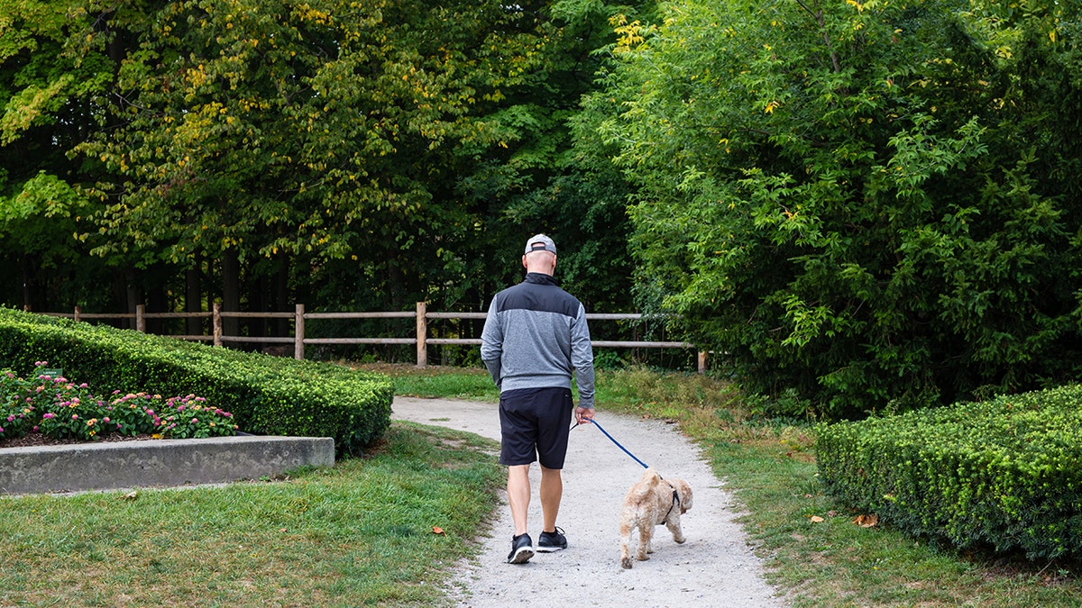 cockapoo and owner walk