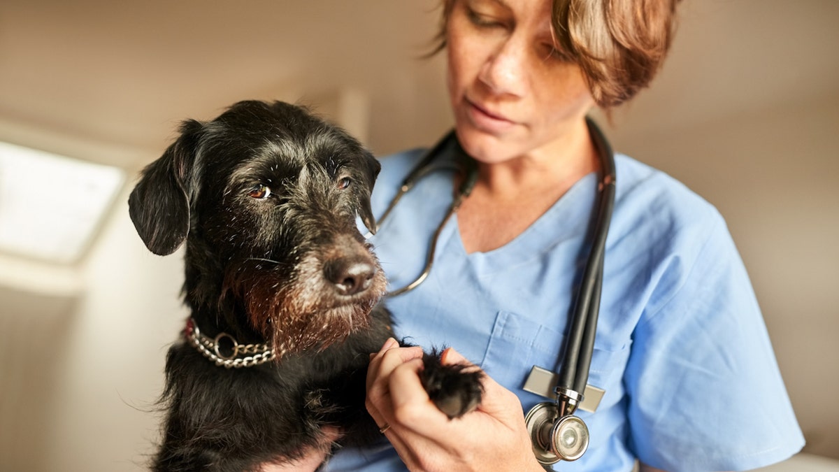 Vet with dog