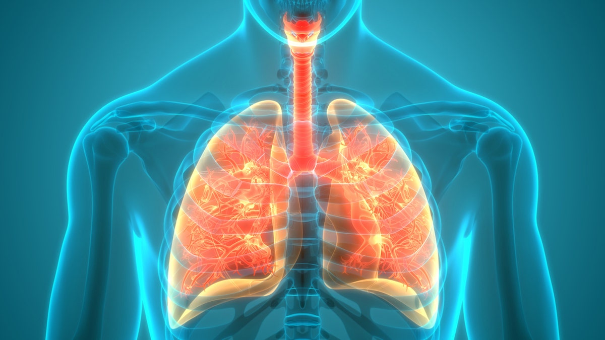 Lung diagram