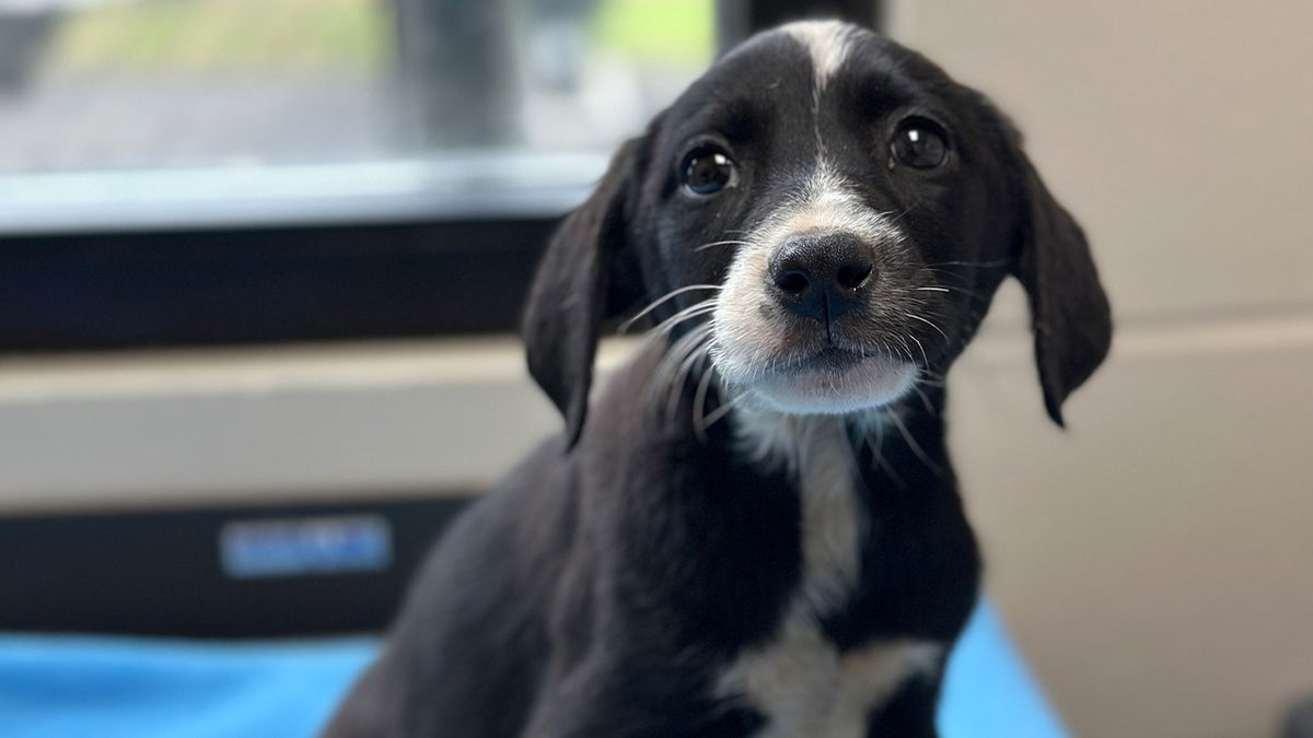 Black and white puppy