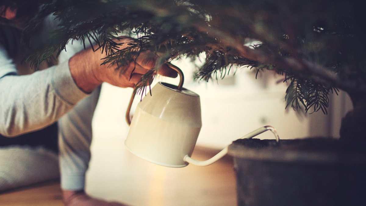 Christmas tree water