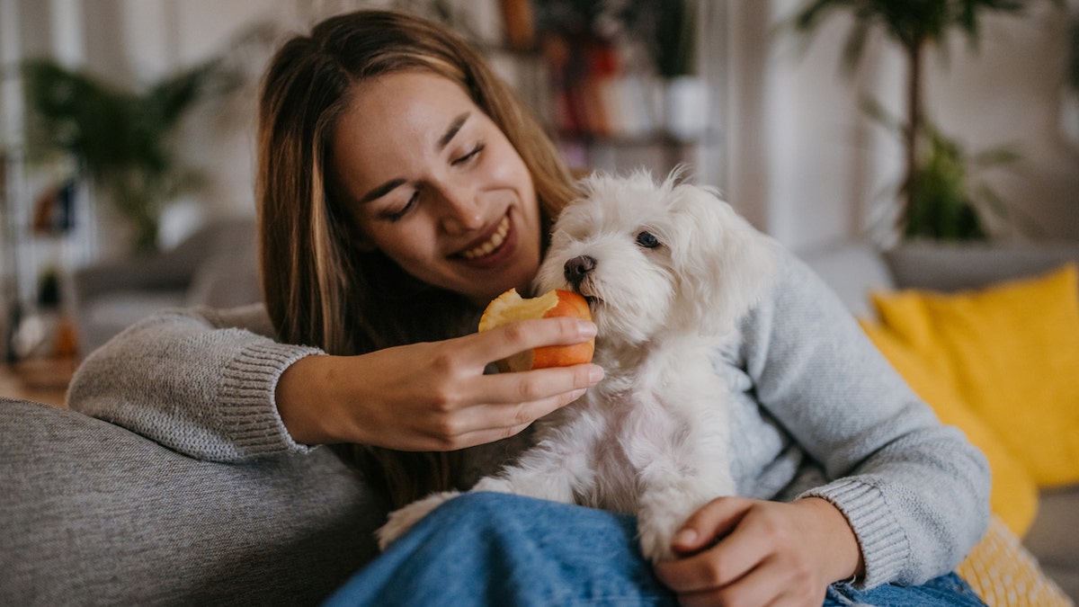 Feeding dog apples