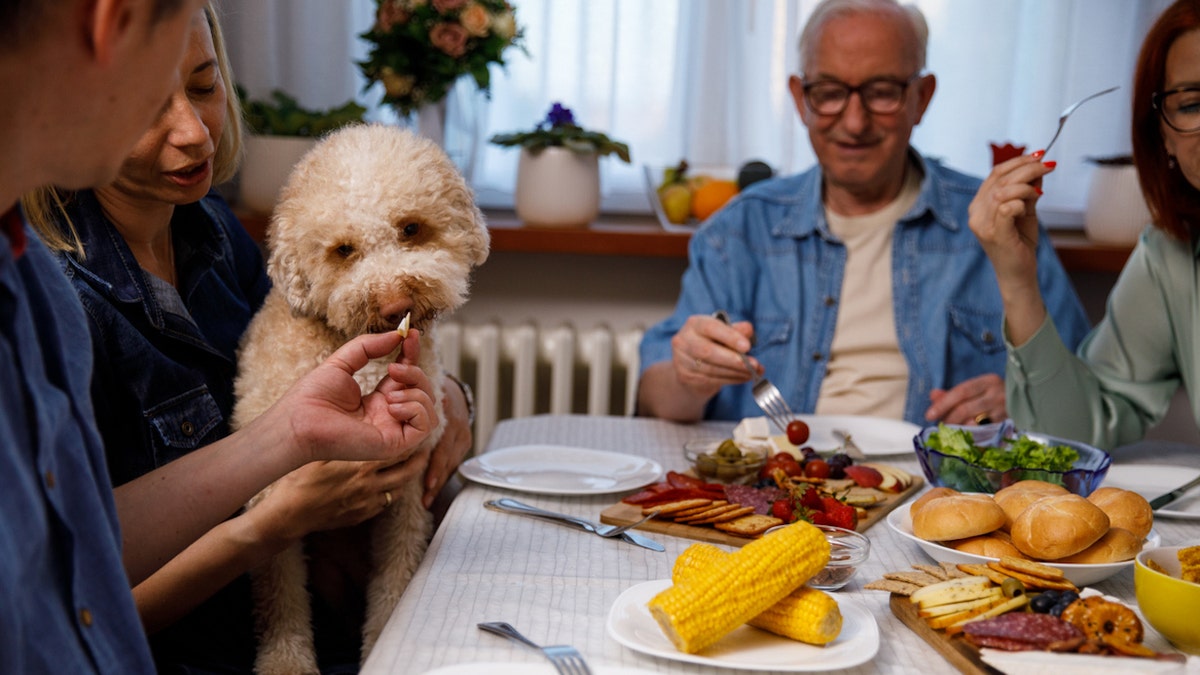 Feeding dog at table