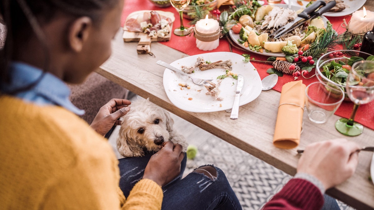 Feeding dog from table