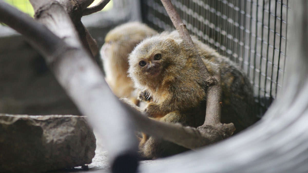 Marmosets