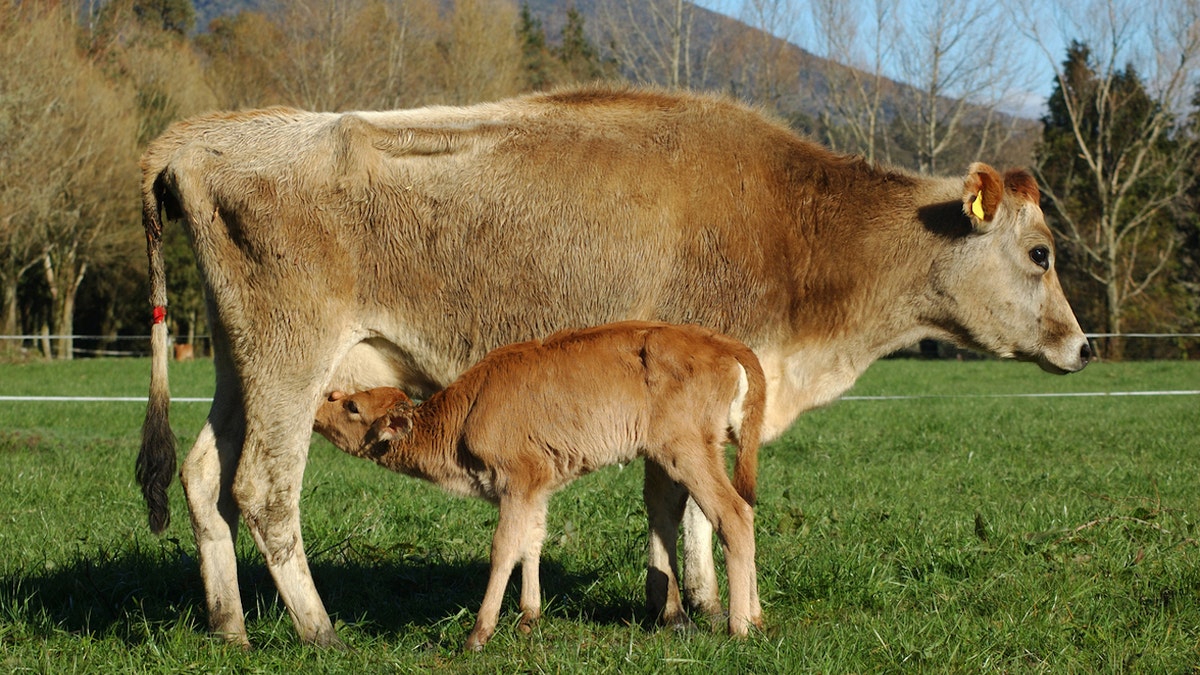 Nursing cow