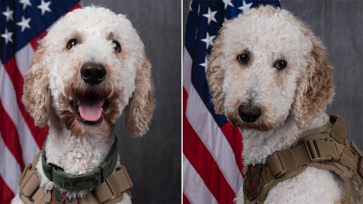 blaze therapy dog headshots