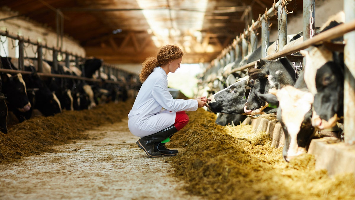 Woman caring for cow